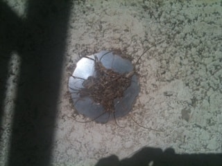 Balcony Drain Clogged? Solutions by Champion Services